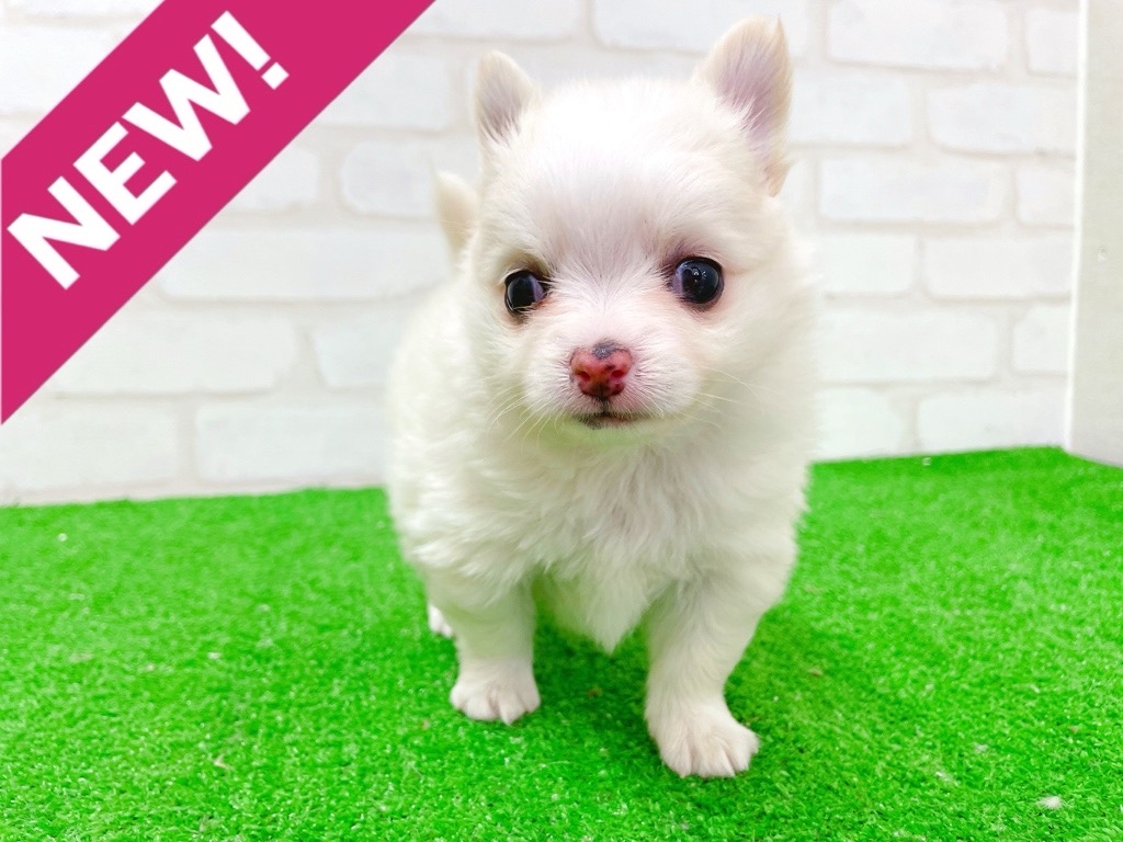 東京都のチワワ(ロング) (かねだい立川店/2025年12月19日生まれ/男の子/クリーム)の子犬の1枚目の画像