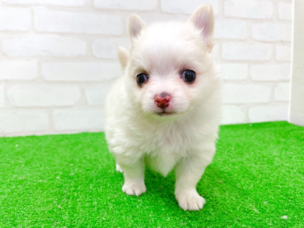 東京都のチワワ(ロング) (かねだい立川店/2025年12月19日生まれ/男の子/クリーム)の子犬の2枚目の画像