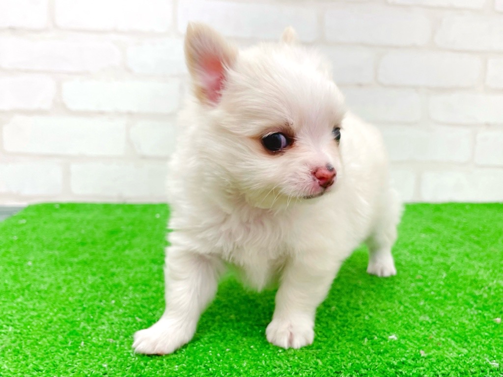 東京都のチワワ(ロング) (かねだい立川店/2025年12月19日生まれ/男の子/クリーム)の子犬の3枚目の画像