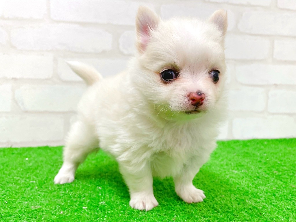 東京都のチワワ(ロング) (かねだい立川店/2025年12月19日生まれ/男の子/クリーム)の子犬の4枚目の画像