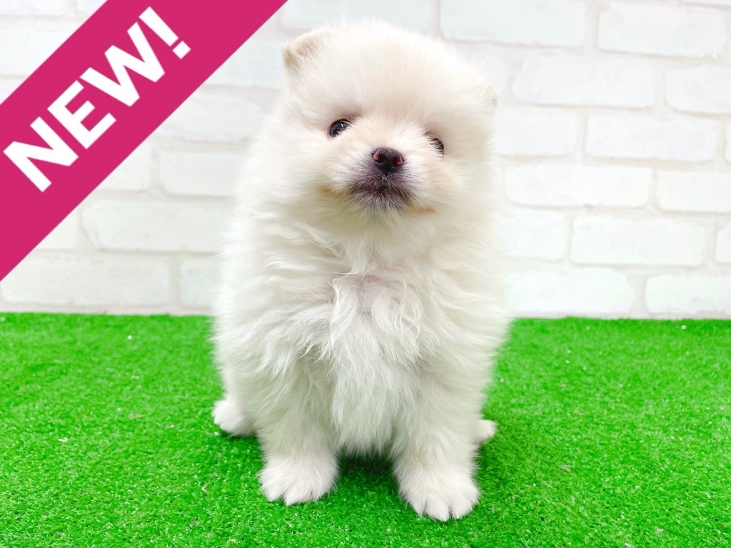 東京都のポメラニアン (かねだい立川店/2025年12月20日生まれ/男の子/クリーム)の子犬の1枚目の画像