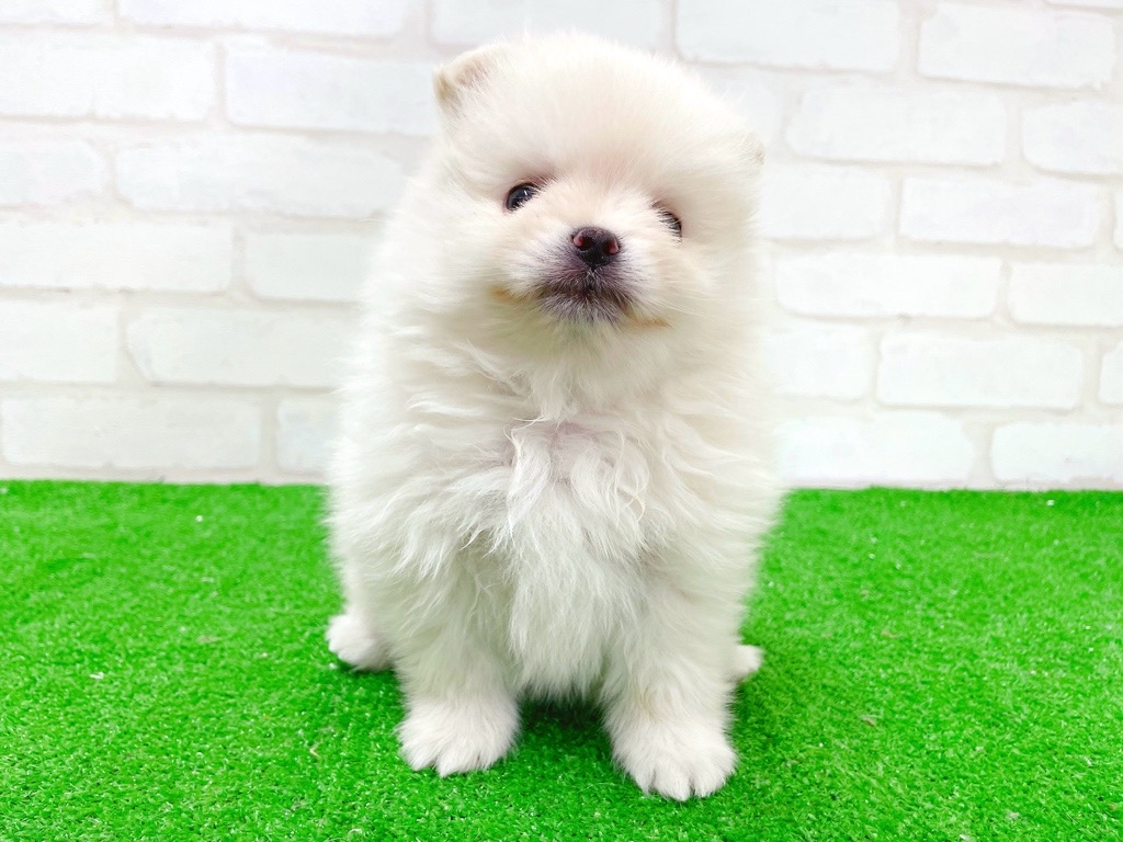東京都のポメラニアン (かねだい立川店/2025年12月20日生まれ/男の子/クリーム)の子犬の2枚目の画像