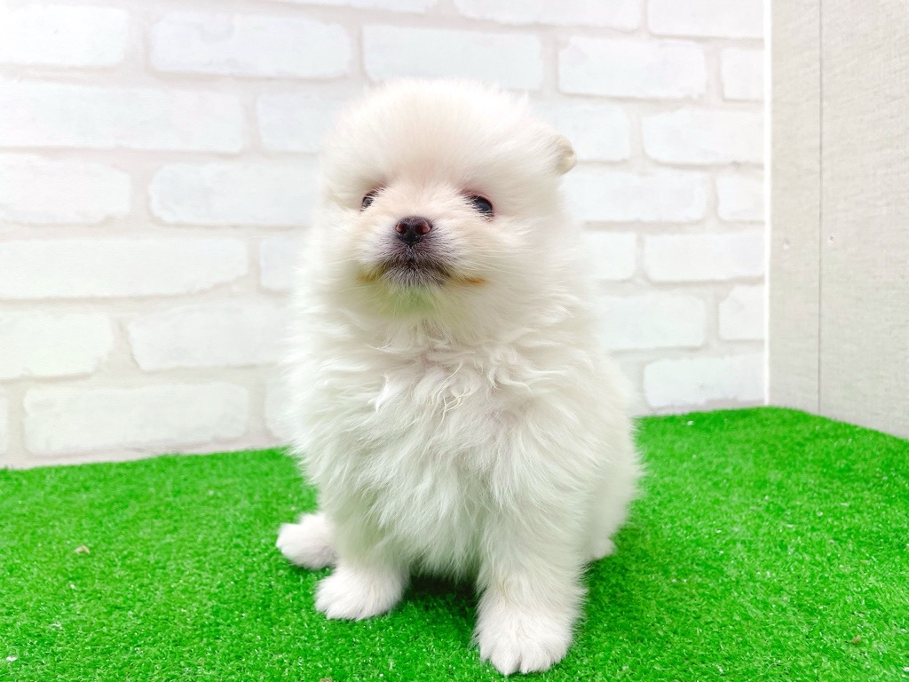 東京都のポメラニアン (かねだい立川店/2025年12月20日生まれ/男の子/クリーム)の子犬の3枚目の画像