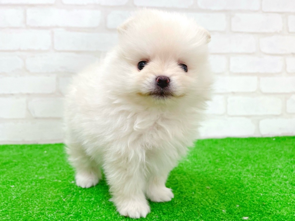 東京都のポメラニアン (かねだい立川店/2025年12月20日生まれ/男の子/クリーム)の子犬の4枚目の画像