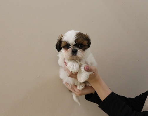 神奈川県のシーズー (かねだい伊勢原店/2025年12月17日生まれ/女の子/ホワイトゴールド)の子犬