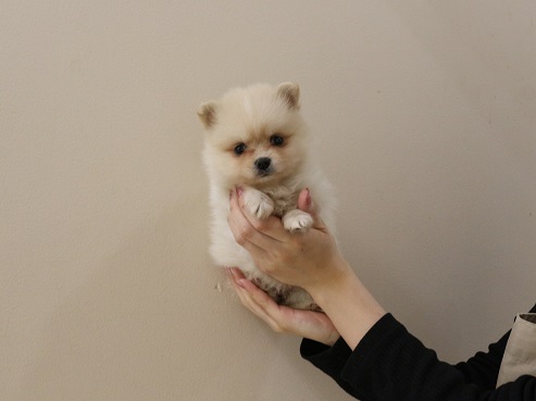 神奈川県のポメラニアン (かねだい伊勢原店/2025年12月18日生まれ/女の子/クリーム)の子犬