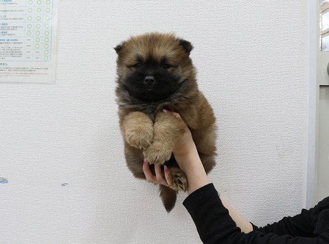 神奈川県のチャウチャウ (かねだい伊勢原店/2025年12月18日生まれ/男の子/レッド)の子犬