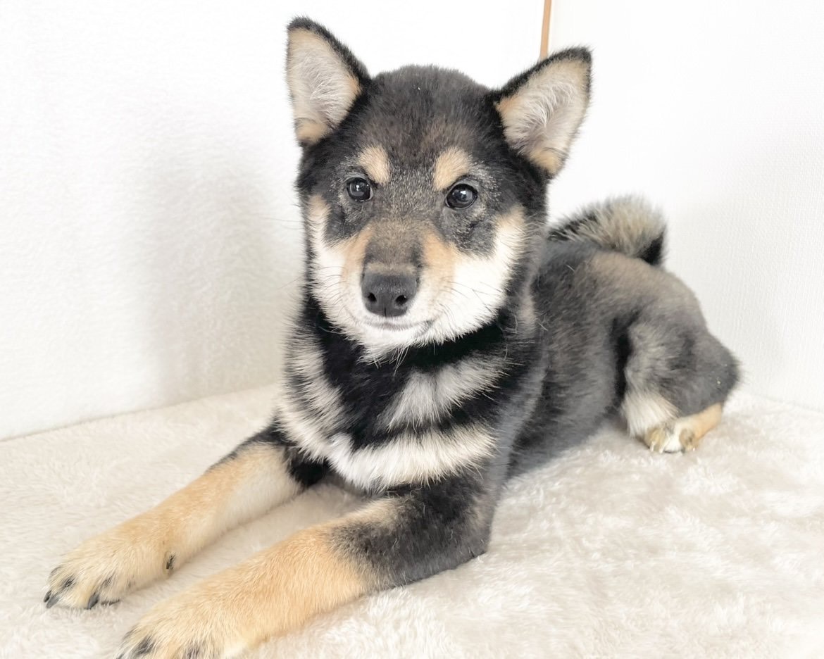 群馬県の柴犬(標準サイズ) (かねだいペットトライアル桐生/2025年9月21日生まれ/女の子/黒)の子犬の1枚目の画像