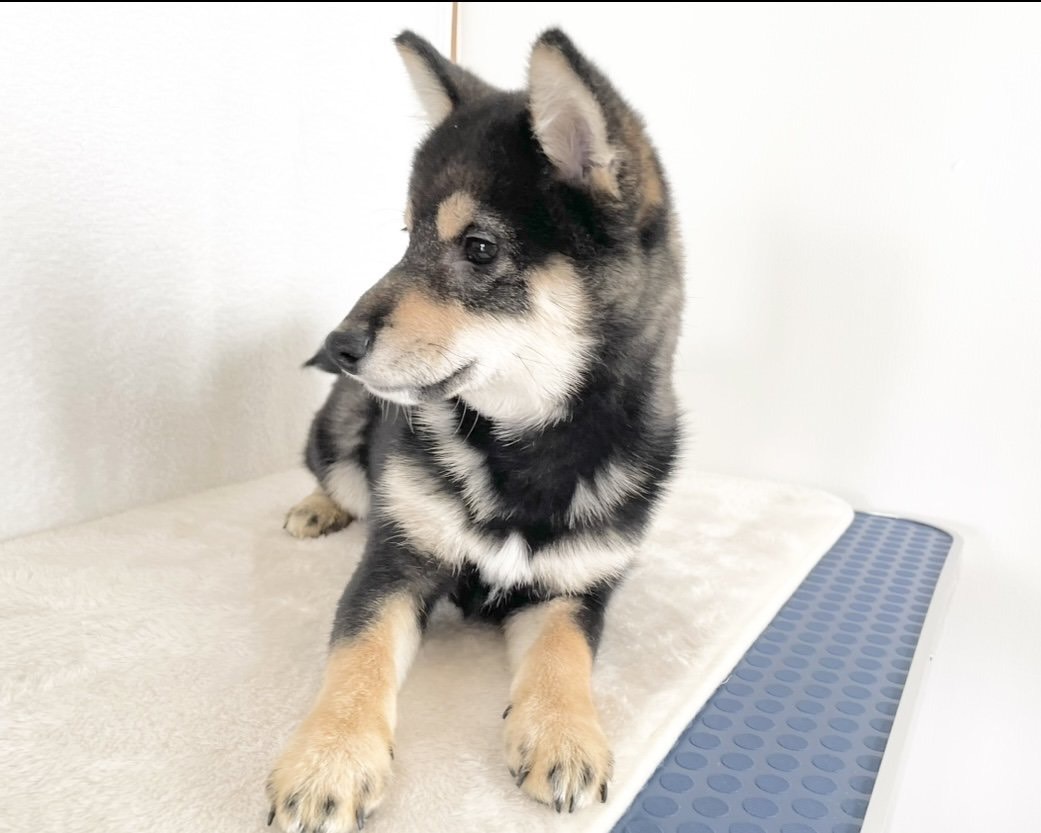 群馬県の柴犬(標準サイズ) (かねだいペットトライアル桐生/2025年9月21日生まれ/女の子/黒)の子犬の4枚目の画像