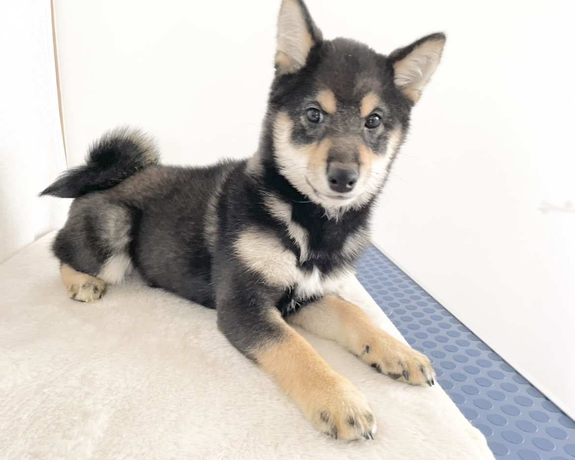 群馬県の柴犬(標準サイズ) (かねだいペットトライアル桐生/2025年9月21日生まれ/女の子/黒)の子犬の2枚目の画像