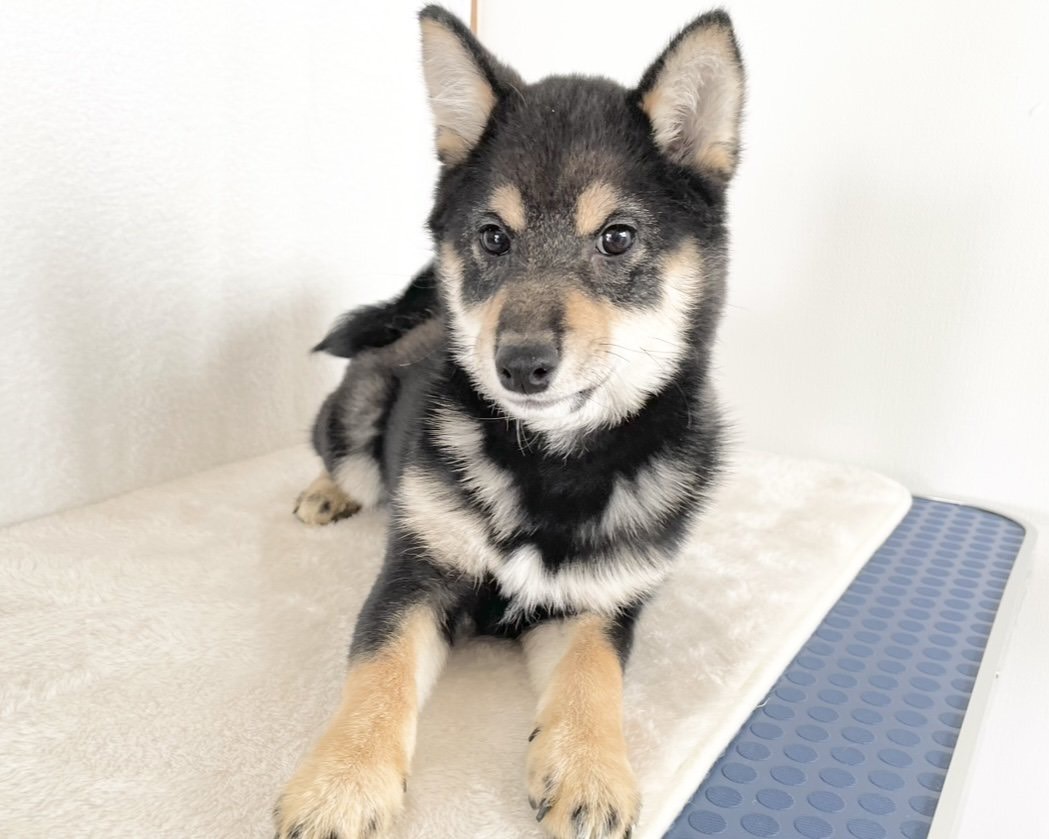 群馬県の柴犬(標準サイズ) (かねだいペットトライアル桐生/2025年9月21日生まれ/女の子/黒)の子犬の3枚目の画像