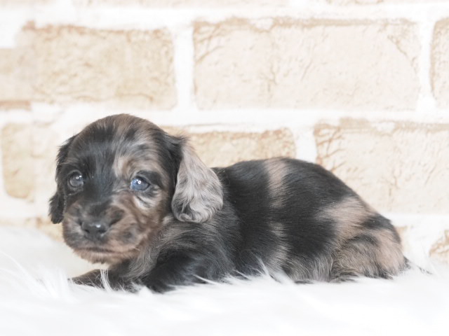 埼玉県のミニチュアダックスフンド(ロング) (かねだい戸田店/2025年12月19日生まれ/男の子/チョコレートダップル)の子犬