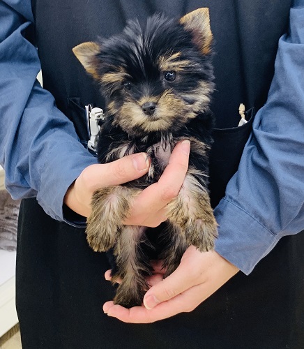 神奈川県のヨークシャーテリア (かねだい伊勢原店/2025年11月29日生まれ/男の子/スチールブルータン)の子犬