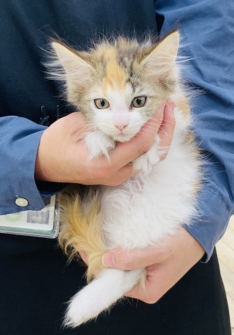 神奈川県のメインクーン (かねだい伊勢原店/2025年12月8日生まれ/女の子/キャリコ)の子猫