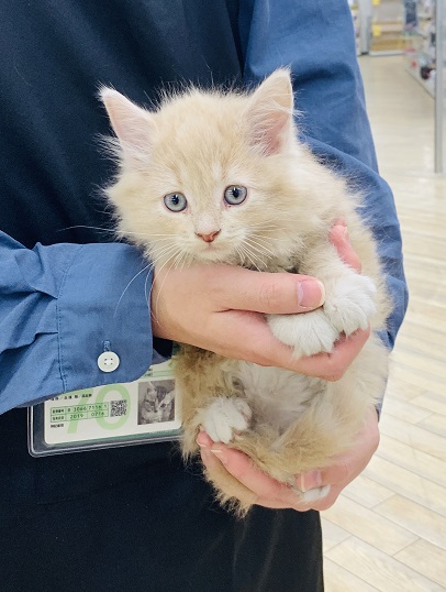神奈川県のサイベリアン (かねだい伊勢原店/2025年12月18日生まれ/男の子/クリームタビーホワイト)の子猫