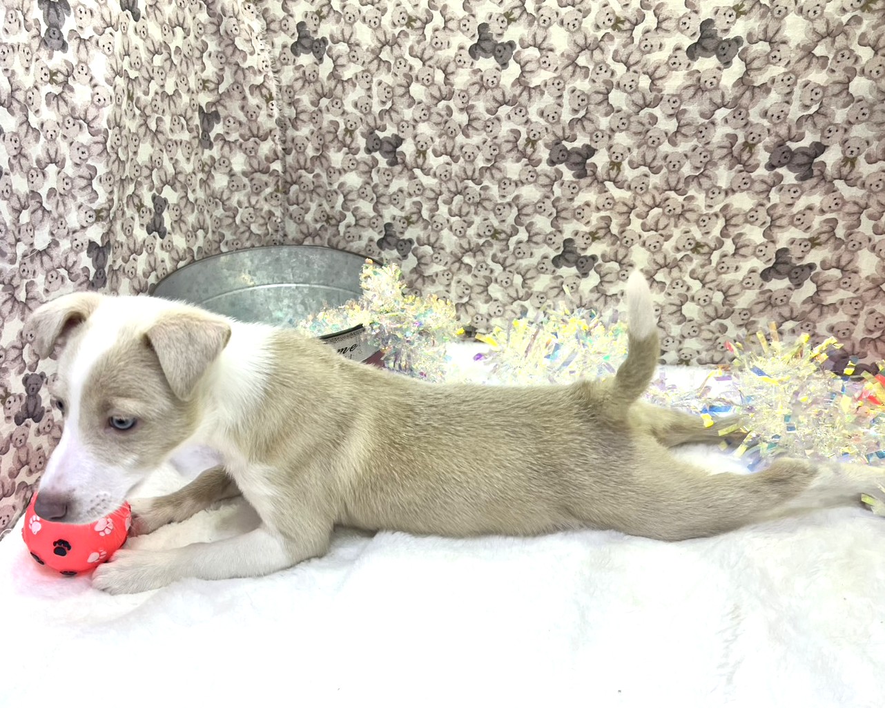 茨城県のハーフ犬・ミックス犬 (かねだいペットトライアル利根川/2025年11月22日生まれ/女の子/ウィートンホワイト)の子犬の4枚目の画像