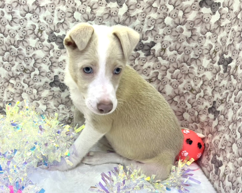 茨城県のハーフ犬・ミックス犬 (かねだいペットトライアル利根川/2025年11月22日生まれ/女の子/ウィートンホワイト)の子犬の1枚目の画像