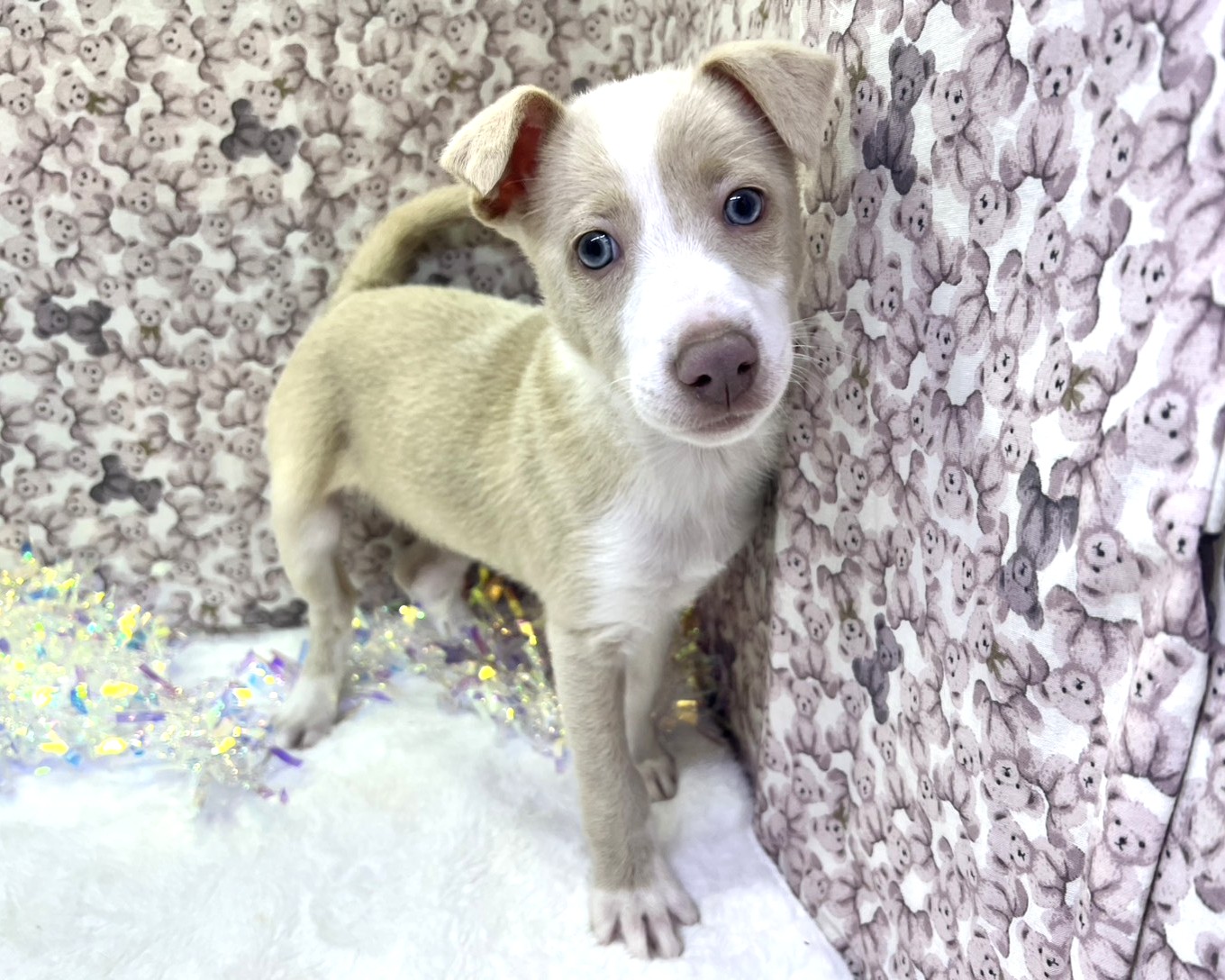 茨城県のハーフ犬・ミックス犬 (かねだいペットトライアル利根川/2025年11月22日生まれ/女の子/ウィートンホワイト)の子犬の2枚目の画像