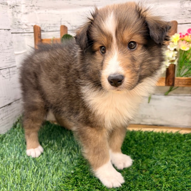 埼玉県のシェットランドシープドッグ (かねだい所沢店/2025年12月23日生まれ/男の子/セーブルホワイト)の子犬の2枚目の画像