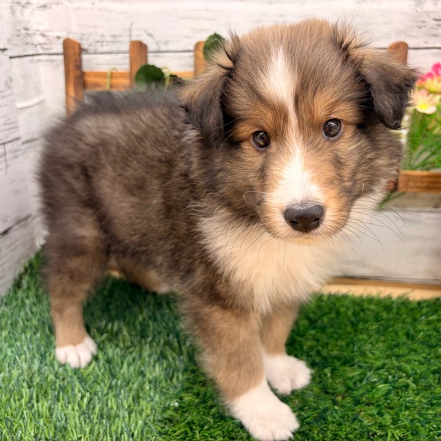 埼玉県のシェットランドシープドッグ (かねだい所沢店/2025年12月23日生まれ/男の子/セーブルホワイト)の子犬の3枚目の画像