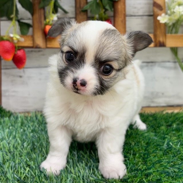 埼玉県のチワワ(ロング) (かねだい所沢店/2025年12月21日生まれ/女の子/ホワイトレッド)の子犬の1枚目の画像