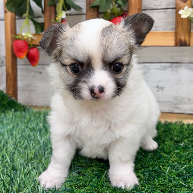 埼玉県のチワワ(ロング) (かねだい所沢店/2025年12月21日生まれ/女の子/ホワイトレッド)の子犬の2枚目の画像