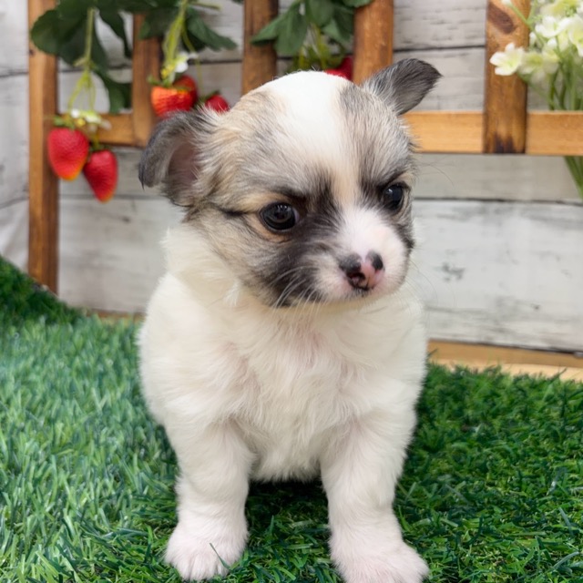 埼玉県のチワワ(ロング) (かねだい所沢店/2025年12月21日生まれ/女の子/ホワイトレッド)の子犬の3枚目の画像