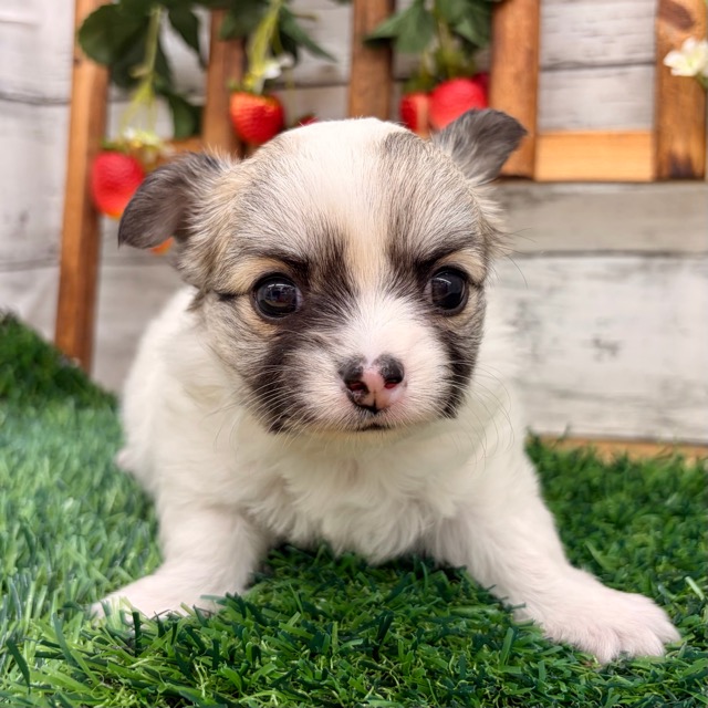 埼玉県のチワワ(ロング) (かねだい所沢店/2025年12月21日生まれ/女の子/ホワイトレッド)の子犬の4枚目の画像