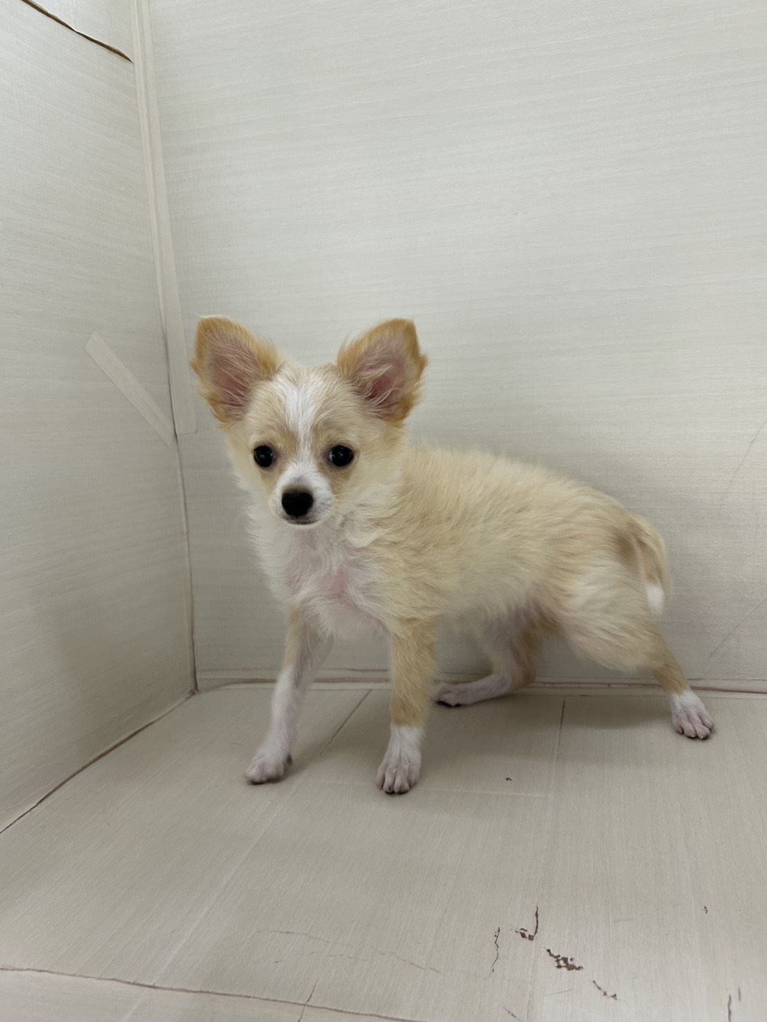 千葉県のポメチワ/チワポメ/ポメチー(ポメラニアン×チワワ) (かねだい八千代店/2025年10月23日生まれ/女の子/イザベラ)の子犬の3枚目の画像