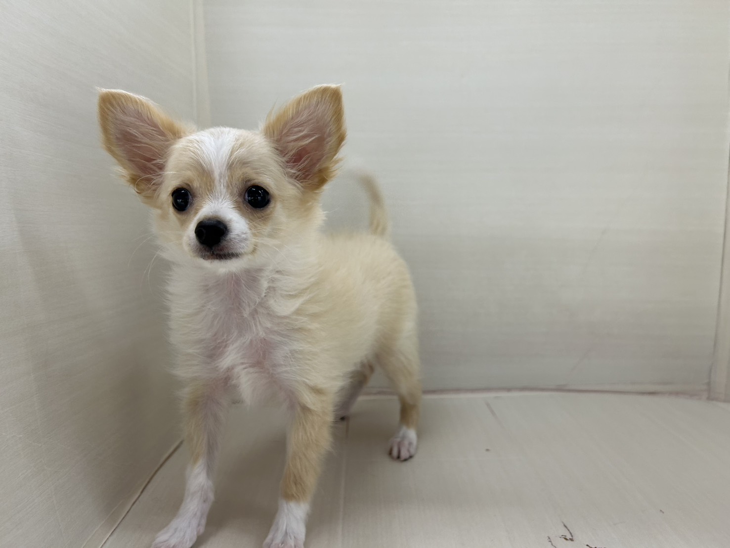 千葉県のポメチワ/チワポメ/ポメチー(ポメラニアン×チワワ) (かねだい八千代店/2025年10月23日生まれ/女の子/イザベラ)の子犬の4枚目の画像