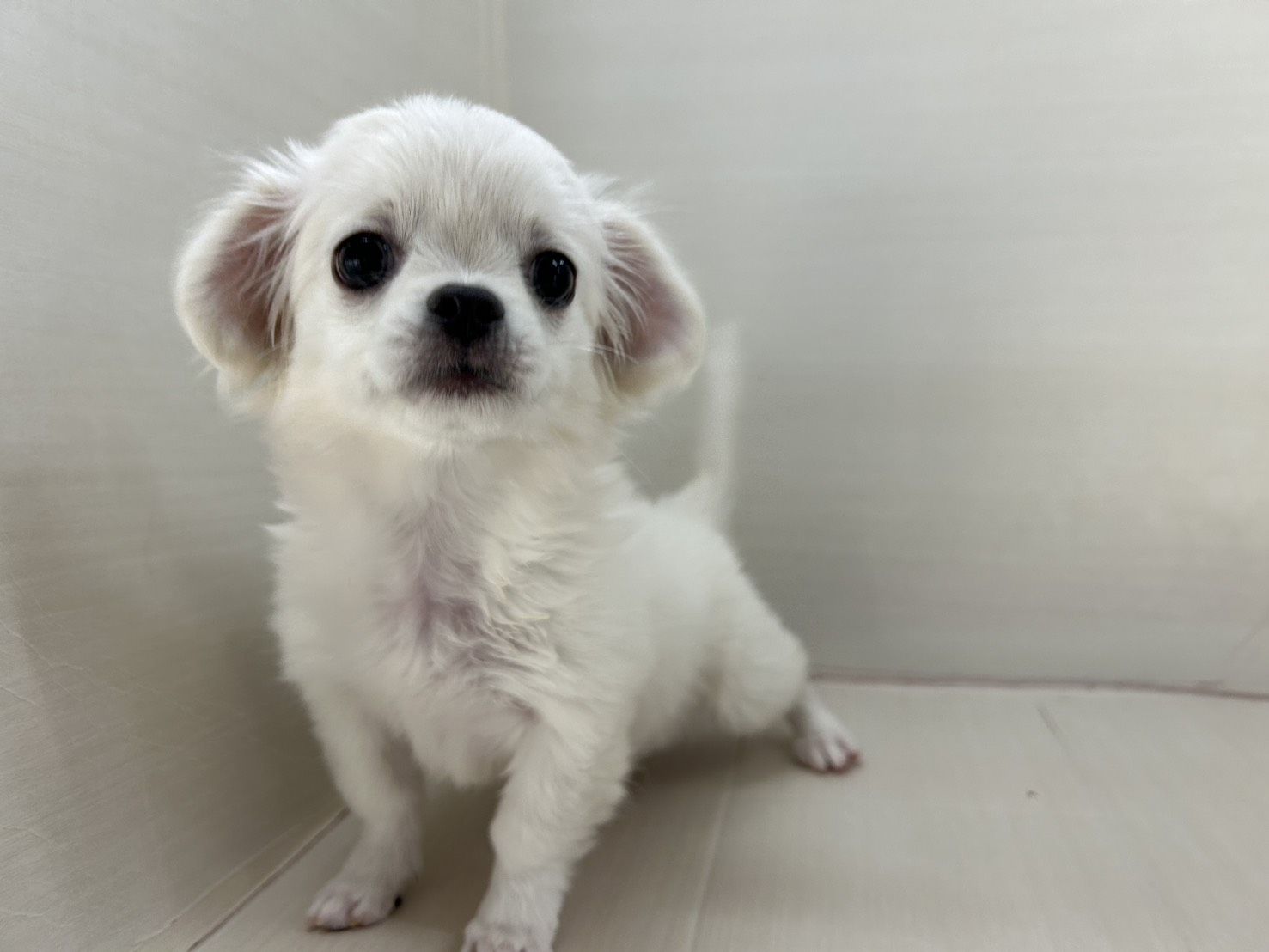 千葉県のチワペキ/ペキチー/ペキチワ(チワワ×ペキニーズ) (かねだい八千代店/2025年10月31日生まれ/女の子/ブルータンホワイト)の子犬の3枚目の画像