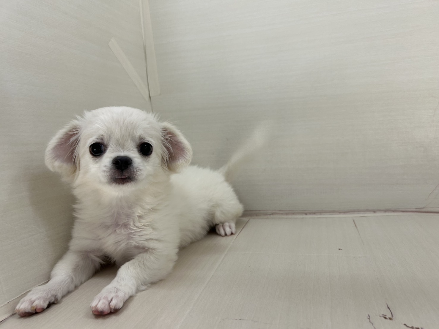 千葉県のチワペキ/ペキチー/ペキチワ(チワワ×ペキニーズ) (かねだい八千代店/2025年10月31日生まれ/女の子/ブルータンホワイト)の子犬の4枚目の画像