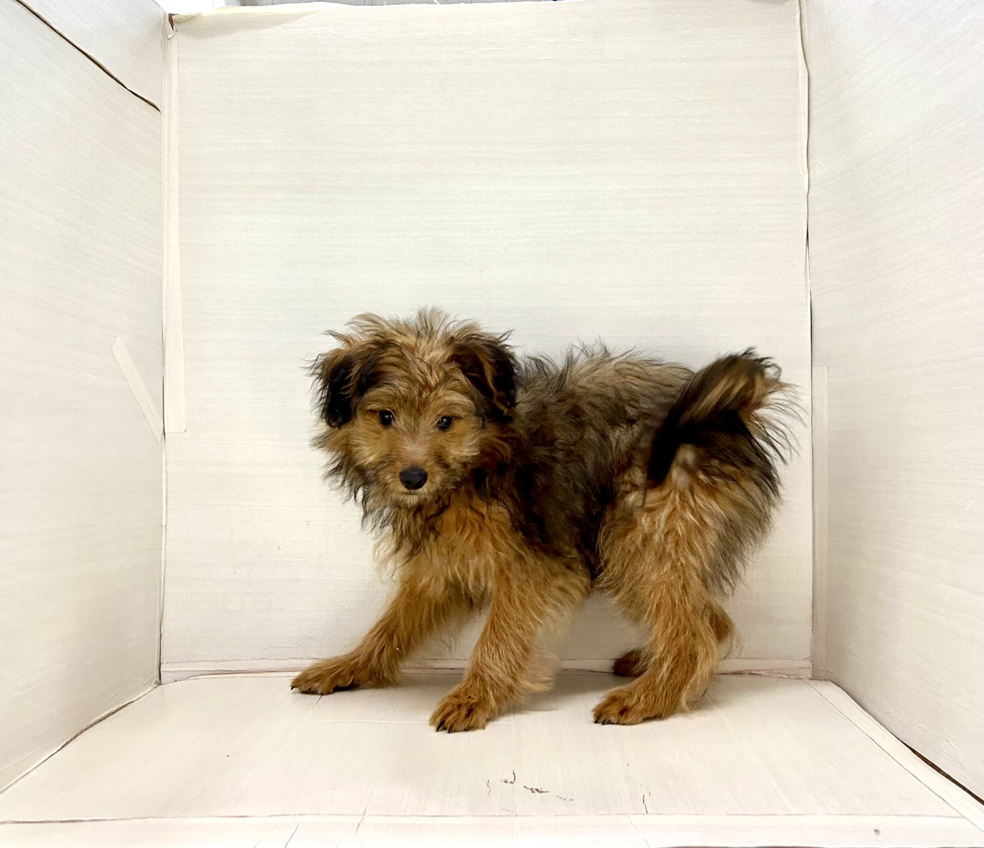 千葉県のポメプー(ポメラニアン×プードル) (かねだい八千代店/2025年10月18日生まれ/女の子/オレンジ)の子犬の3枚目の画像