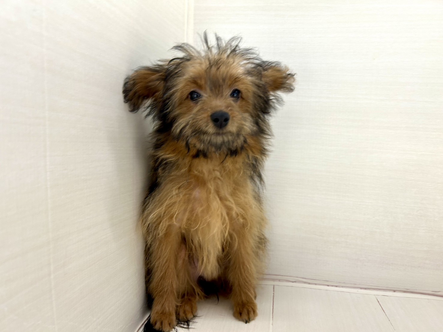 価格の安いMIX犬 ♀ (父）ポメラニアン（母）トイプードル 八千代店