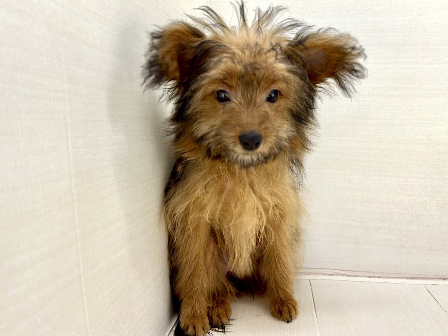 千葉県のポメプー(ポメラニアン×プードル) (かねだい八千代店/2025年10月18日生まれ/女の子/オレンジ)の子犬の4枚目の画像