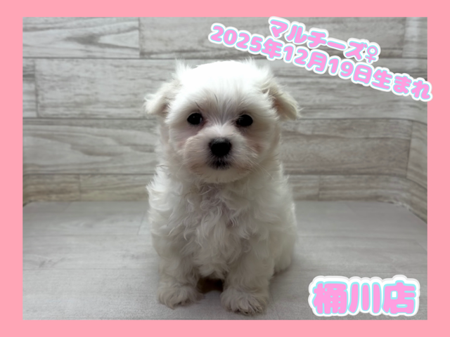 埼玉県のマルチーズ (かねだい桶川店/2025年12月19日生まれ/女の子/ホワイト)の子犬の1枚目の画像