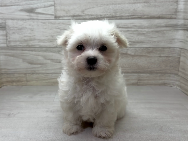 埼玉県のマルチーズ (かねだい桶川店/2025年12月19日生まれ/女の子/ホワイト)の子犬の2枚目の画像