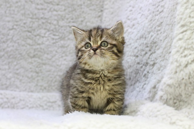 埼玉県のミヌエット (かねだい草加店/2025年12月23日生まれ/女の子/ブラウンタビー)の子猫の1枚目の画像