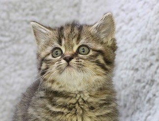 埼玉県のミヌエット (かねだい草加店/2025年12月23日生まれ/女の子/ブラウンタビー)の子猫の2枚目の画像