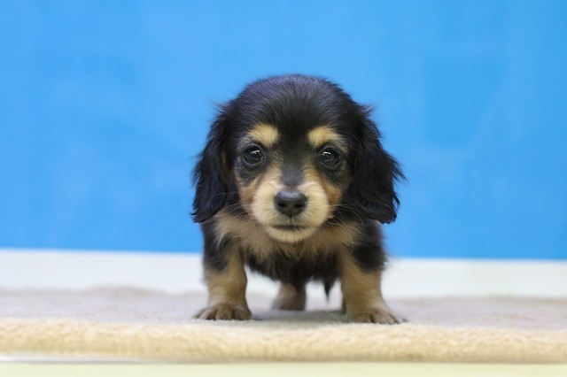 埼玉県のミニチュアダックスフンド(ロング) (かねだい草加店/2025年12月22日生まれ/女の子/ブラックタン)の子犬の1枚目の画像