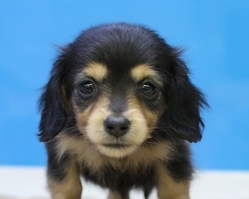 埼玉県のミニチュアダックスフンド(ロング) (かねだい草加店/2025年12月22日生まれ/女の子/ブラックタン)の子犬の2枚目の画像