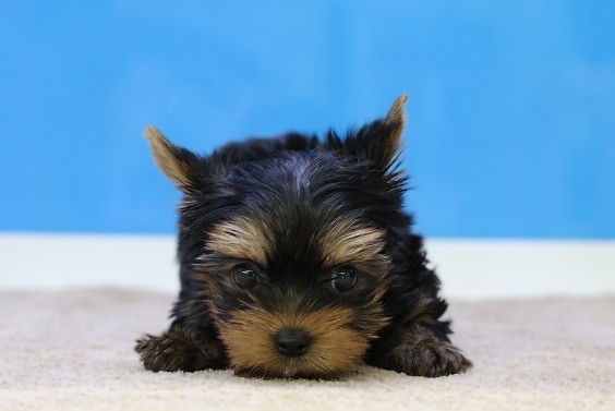 埼玉県のヨークシャーテリア (かねだい草加店/2025年12月22日生まれ/男の子/スチールブルータン)の子犬の1枚目の画像