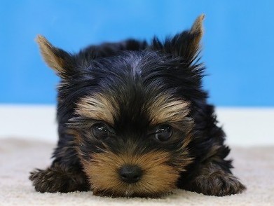 埼玉県のヨークシャーテリア (かねだい草加店/2025年12月22日生まれ/男の子/スチールブルータン)の子犬の2枚目の画像