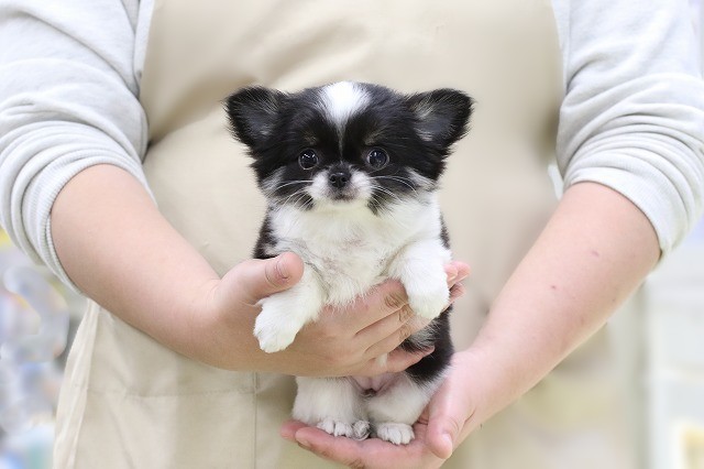 埼玉県のチワワ(ロング) (かねだい草加店/2025年12月8日生まれ/女の子/ブラックホワイト)の子犬の1枚目の画像