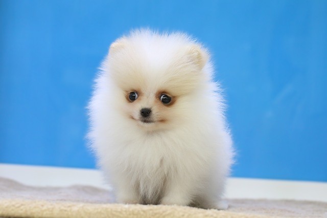 埼玉県のポメラニアン (かねだい草加店/2025年12月23日生まれ/女の子/ホワイト)の子犬の1枚目の画像