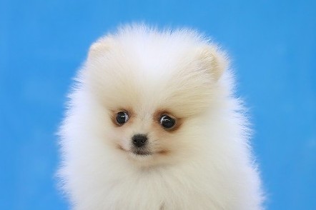 埼玉県のポメラニアン (かねだい草加店/2025年12月23日生まれ/女の子/ホワイト)の子犬の2枚目の画像