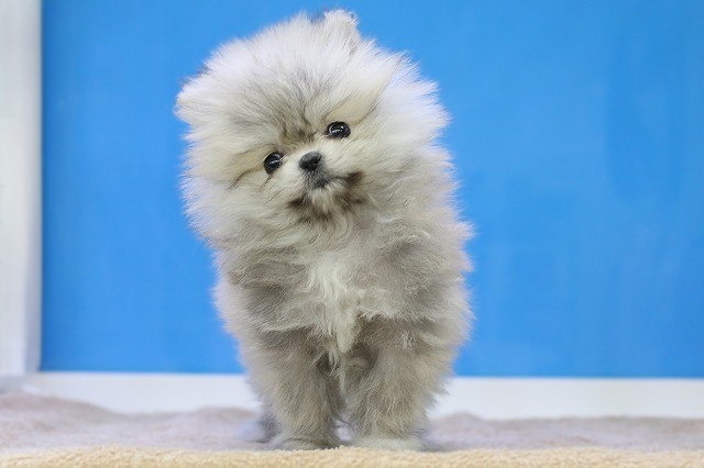 埼玉県のポメラニアン (かねだい草加店/2025年12月20日生まれ/女の子/クリームセーブル)の子犬の1枚目の画像