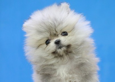 埼玉県のポメラニアン (かねだい草加店/2025年12月20日生まれ/女の子/クリームセーブル)の子犬の2枚目の画像