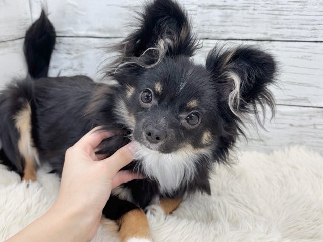 新潟県のポメチワ/チワポメ/ポメチー(ポメラニアン×チワワ) (かねだいペットトライアル魚沼/2025年6月29日生まれ/女の子/ブラックタンホワイト)の子犬の1枚目の画像