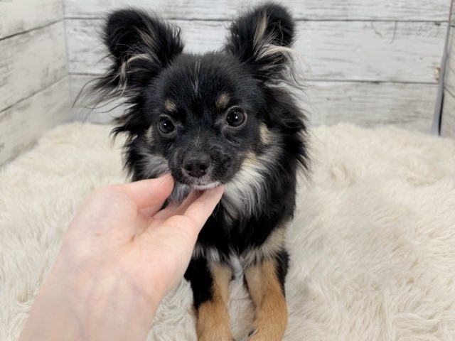 新潟県のポメチワ/チワポメ/ポメチー(ポメラニアン×チワワ) (かねだいペットトライアル魚沼/2025年6月29日生まれ/女の子/ブラックタンホワイト)の子犬の2枚目の画像